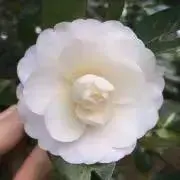 tom（プロフ確認お願いします）の画像