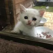 ドラゴン