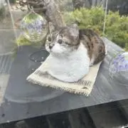 みじんこの画像