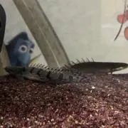 やまの画像