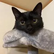 全力少年 プロフ必読の画像