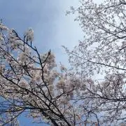 quattro-Fの画像