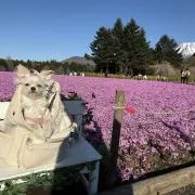 ぱるふぇの ※7月4日まで発送不可の画像