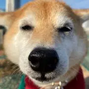 sayaの画像