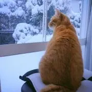 にゃんちぃ太郎