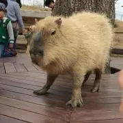かぴ