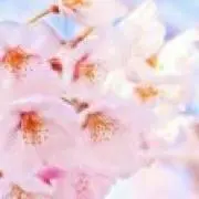 ポンチ