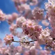 タフィー☆の画像