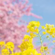 はな87の画像