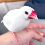 きゃらめるみるくの画像