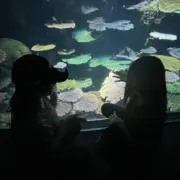 Mamuの画像
