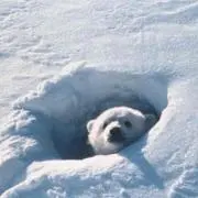 くまの画像