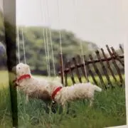 こあらっこの画像
