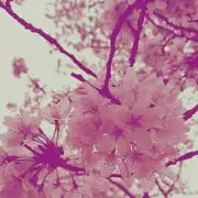 くまʕ··ʔの画像