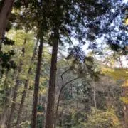 willの画像