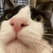 ぽぽの画像