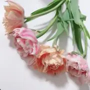 me19の画像