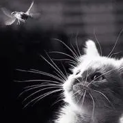 DEDESHIの画像