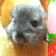 pinowaの画像