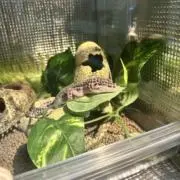 こはくの画像