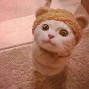 ドドの画像