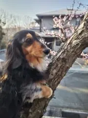 ごまち