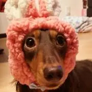 ごまの画像