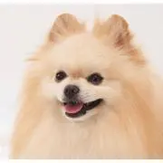 daku
