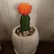 ルフィの画像