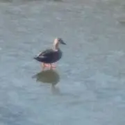 angoroの画像