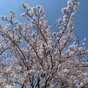 あちゃこ