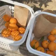 みかんの画像