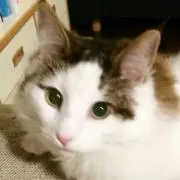 おさむらいの画像