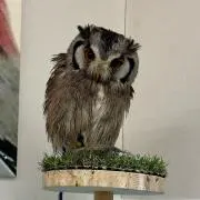 ジェット