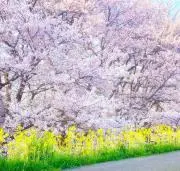 はなの画像