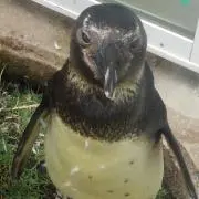 タカ