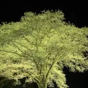 【即購入OK】マスター 匠の画像