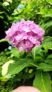 SAYAMARU☘︎︎ プロフ参照の画像