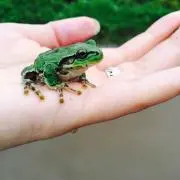 ちい