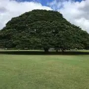 sugarの画像