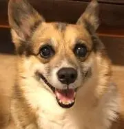 ringo