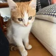 Tomoki (Tomo)