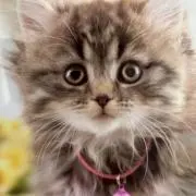 おーさん(๑´∀`๑)」の画像