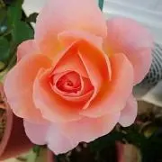 ひまわり*夏の画像