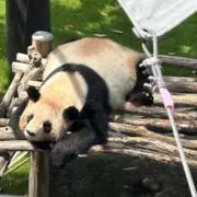 さくさくパンダ