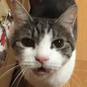 ぶーやんの画像