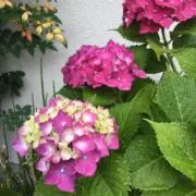 M.の画像