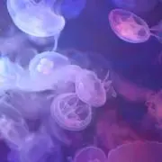 眼鏡寫眞機の画像