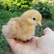 朝採り赤たまご産地直送