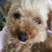 よっちゃんの画像